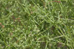 Winged pigweed